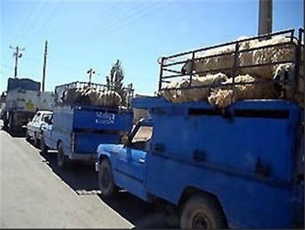 خودروهای حامل احشام و طیور قاچاق در همدان توقیف شدند