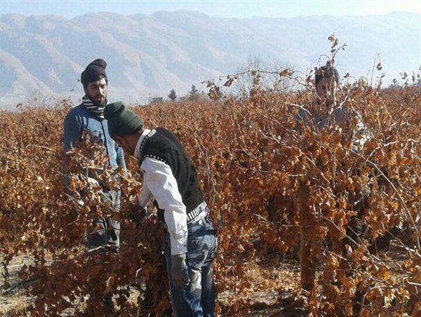 سیاه بری انگور در شهرستان کوار +تصاویر
