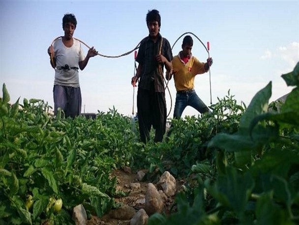 گوجه های آغشته به سم فینیش سرطانزاست/فاجعه انسانی در سایه عدم نظارت دولت بر قاچاق سموم آمریکایی