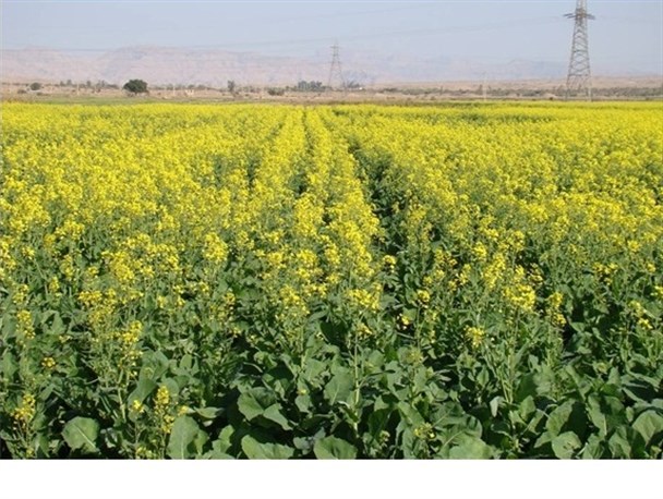 کشت دانه روغنی کلزا در ۶۰۰ هکتار از اراضی باوی