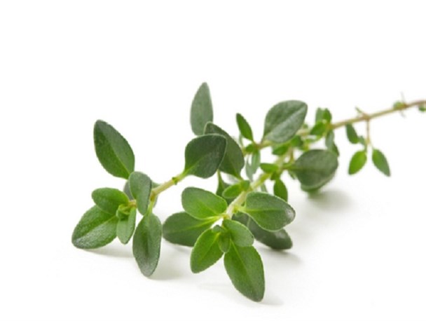 آویشن؛ گیاهی برای جلوگیری از سرماخوردگی