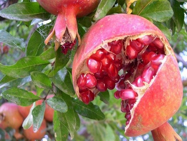 ترک بر انار فردوس