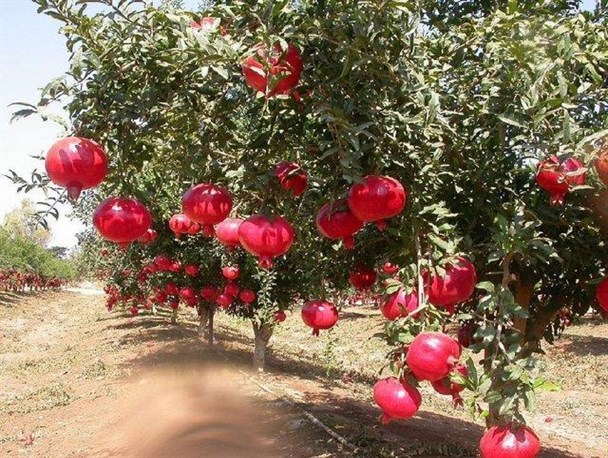 باغات بجستان در انتظار سایبان