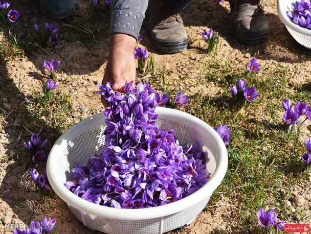 بانوی خندابی که اقتصاد مقاومتی را به تصویر کشیده است/برداشت۷۰۰ گرم زعفران از زمین ۴هزار متری