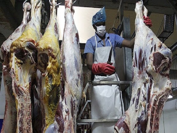 دام مولد زیر ساطور گرانی نهاد‌ه‌های دامی/ کشتاری که باعث نابودی صنعت دامداری می‌شود