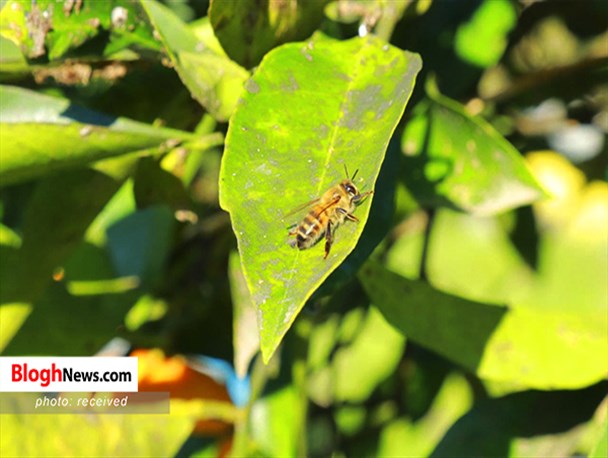 حال کسب و کار شیرین، ناخوش است/ لزوم فرهنگ‌سازی اقتصاد مقاومتی برای رونق بازار تولیدات داخلی