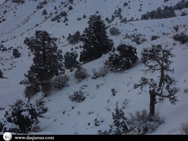 یاقوت های سفید ارتفاعات سربیژن جیرفت را رو سفید کرد+تصاویر