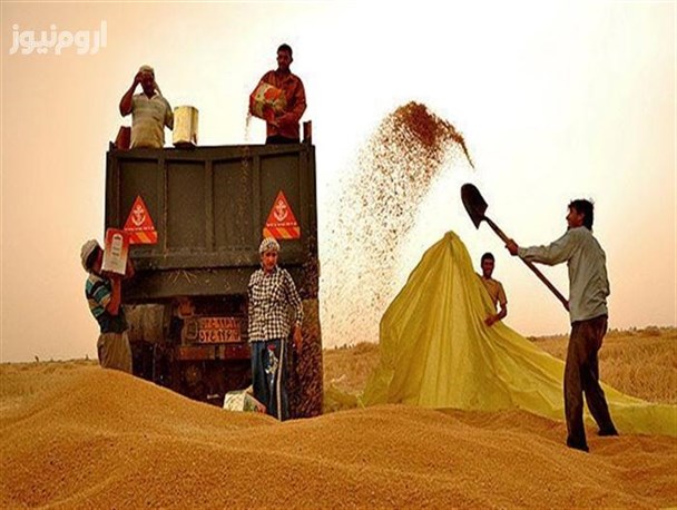 کشاورزان آذربایجان غربی رغبتی برای کشت گندم ندارند