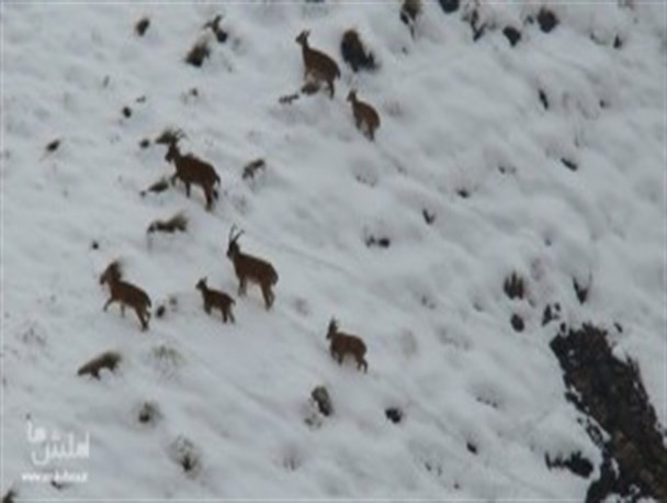 بارش دومین برف زمستانی در رانکوه