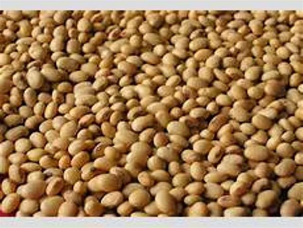 طلب سویاکاران گلستانی پرداخت می‎شود / 55 تن سویا در گلستان از کشاورزان خریداری شد