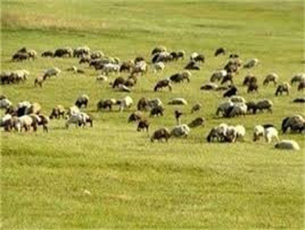 وقتی که ظرفیت داخلی کرمان برای تولید گوشت درجه یک نادیده گرفته می شود