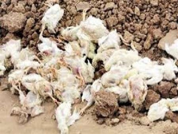 تلف شدن بیش ‎از 83 هزار قطعه مرغ بر اثر بیماری نیوکاسل در درمیان