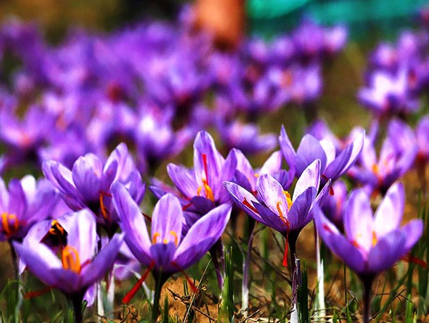 بسیجیان مهریز کاشت زعفران را آموزش دیدند