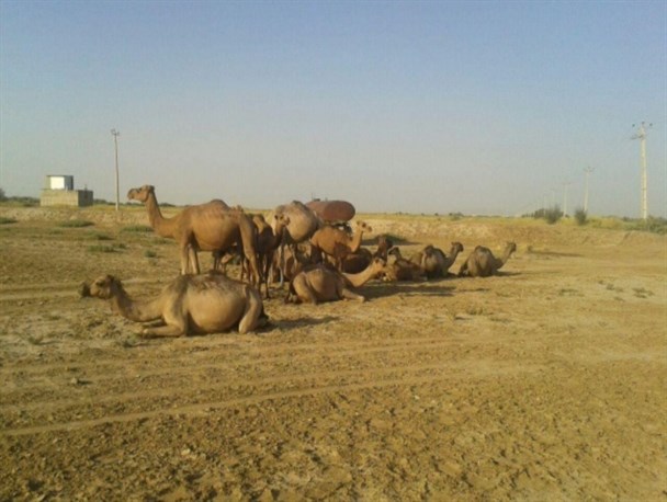 راه اندازی جایگاه پرورش شتر در میاندوآب