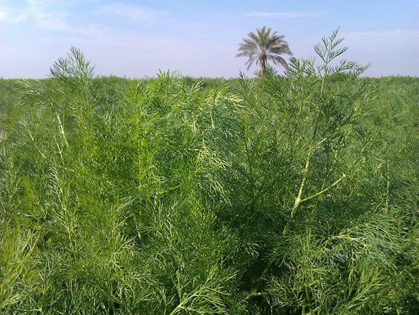 تاراج دسترنج کشاورزان تنگستانی+ تصاویر