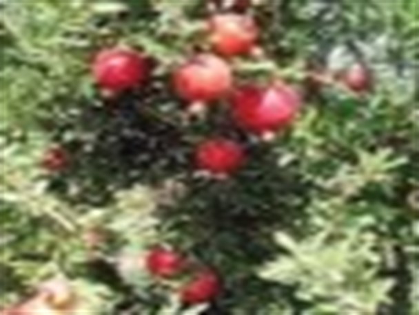 سرمازذگی سطح 3 درختان انار ساوه را تهدید کرد