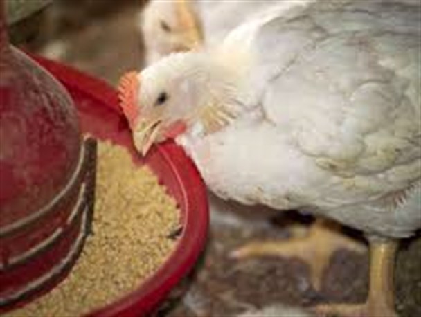 ذبح مرغ زنده مشکلات روانی و بهداشتی را به دنبال دارد