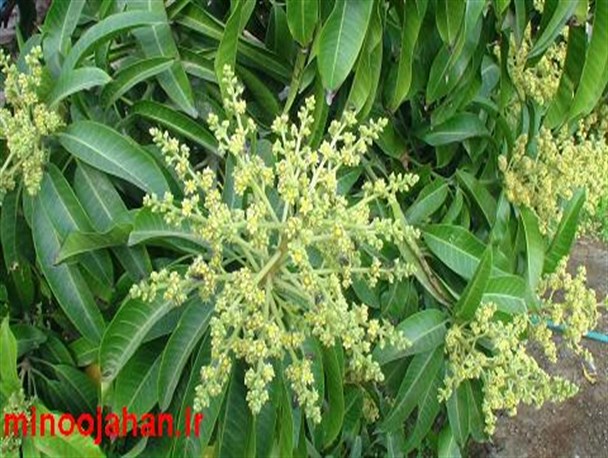 تصاویر دیدنی از شکوفه دهی درختان انبه در منوجان