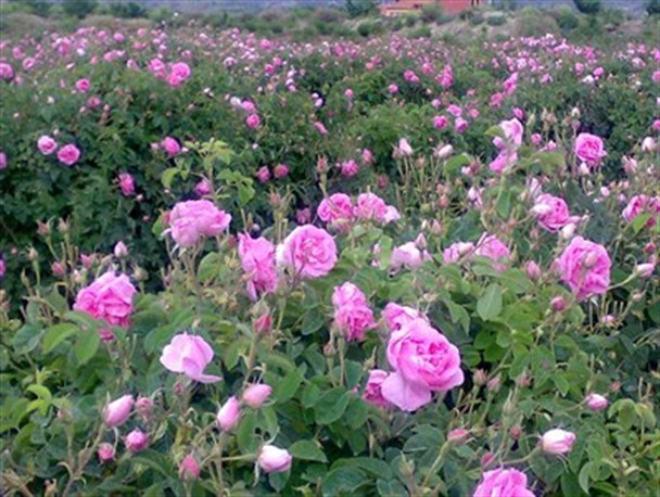 توسعه کشت گل محمدی در خراسان شمالی/از سرمایه گذاران حمایت می شود