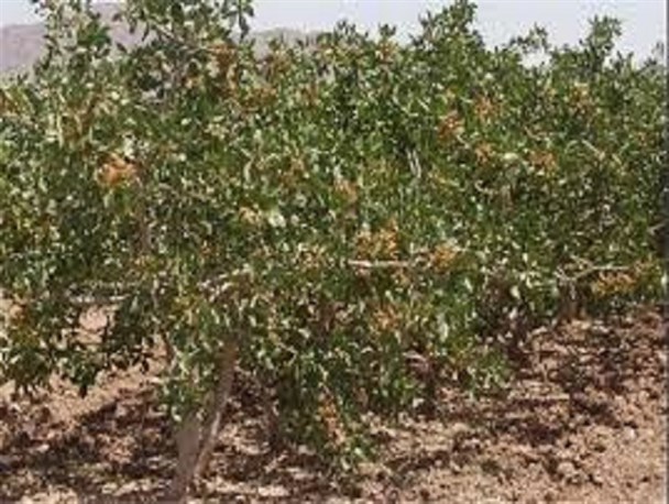 اختصاص ۲۸ هکتار از اراضی ایوان به کشت باغات پسته