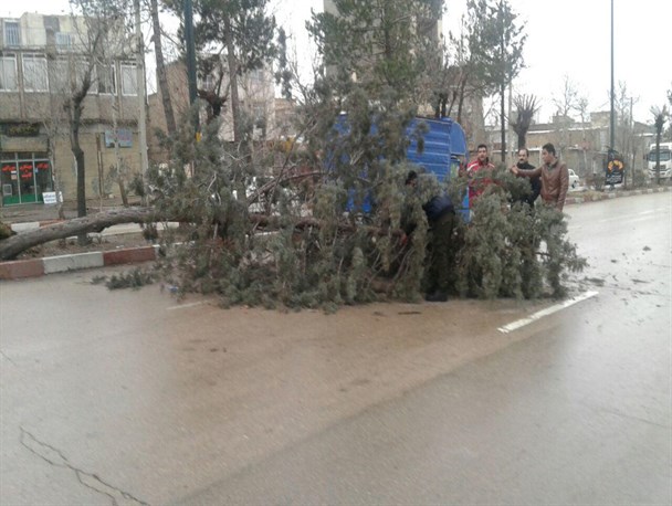 ریشه‌کن شدن درختی در بلوار ۲۲ بهمن اسدآباد + تصاویر
