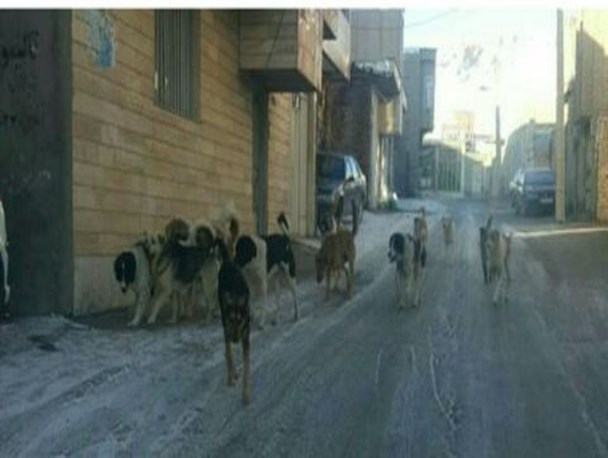 جولان سگ های ولگرد در کوچه پس کوچه های بیجار/۲۷۴ مورد حیوان گزیدگی از ابتدای سال تا کنون در بیجار+عکس