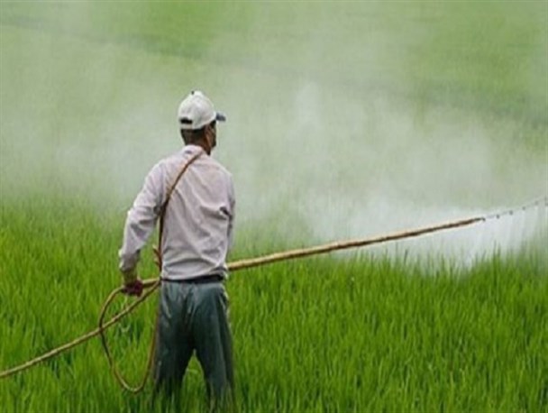 ۵۰۰ هکتار از مزارع خویا و قلعه عبدالله با بازگشایی زاینده رود زیر کشت رفت