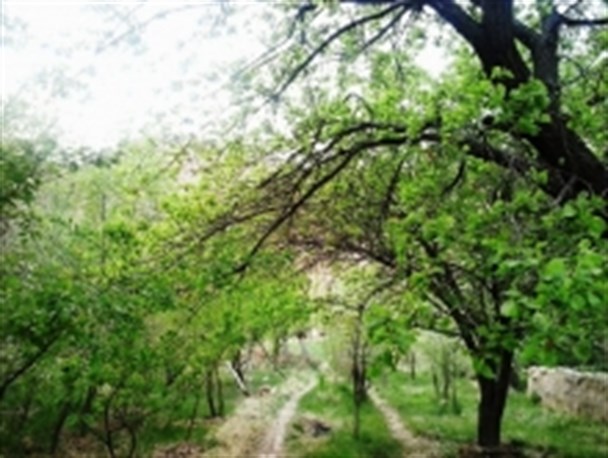 روستاهای بهاری شهرستان بشرویه هر ساله میزبان 20 هزار مسافر+تصاویر