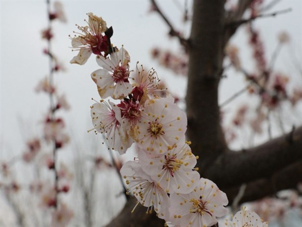 شکوفه های زیبای بهاری در روستاهای غرب گرگان