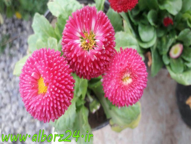 جشن میلاد کوثر در کیاشهر برگزار شد