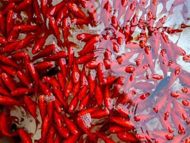 حال و هوای نوروزی بازار خوانسار/ تصاویر