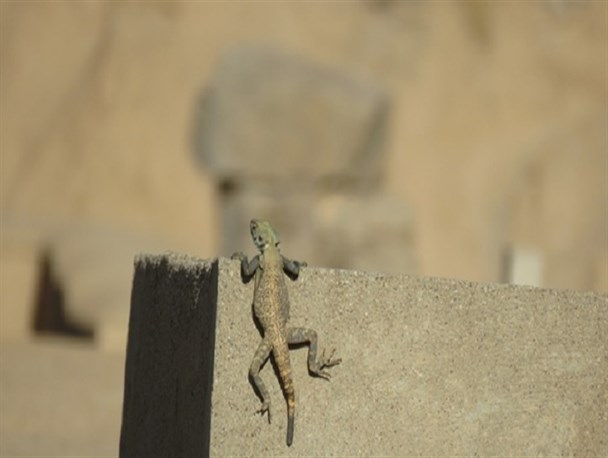 آگاما در تخت جمشید