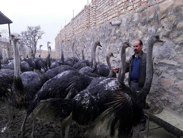 صبر و تجربه؛ پیش نیاز پرورش شترمرغ/مسئولان؛ سنگ‌اندازی می‌کنند