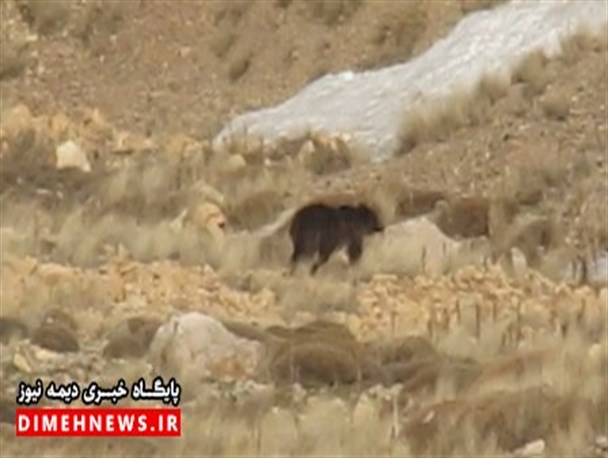 دستگیری صیادان غیرمجاز تا مشاهده خرس قهوه ای