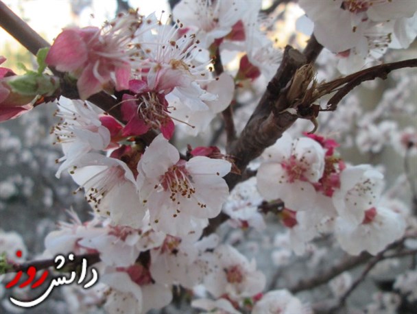 شکوفه های زیبای درخت زردآلو در مهرشهر کرج + تصاویر