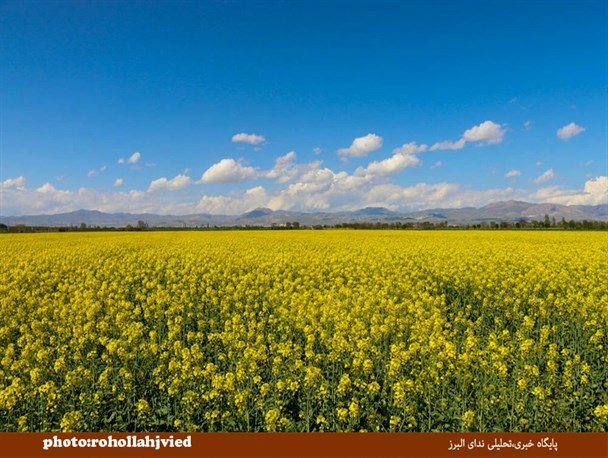 طراوت بهاری باغات سنتی شهرالوند