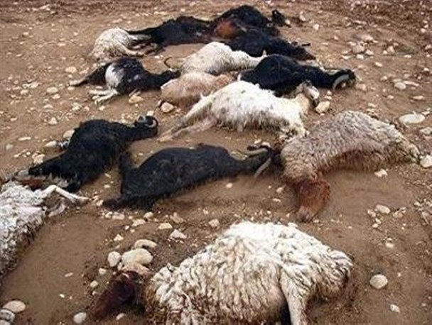 عشایر چهارمحال و بختیاری در پی بارش‌های اخیر ۶۰ میلیارد ریال خسارت دیدند
