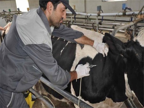 توجه دامداران به بهداشت محیط برای جلوگیری از نفوذ بیماری واگیر تب برفکی