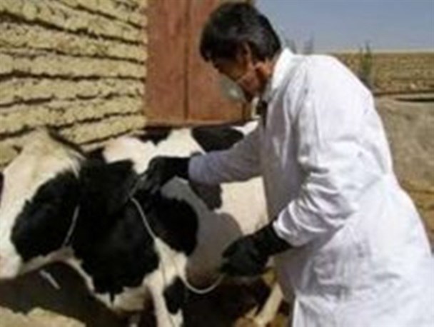 شناسایی 36 کانون تب برفکی در استان زنجان/ تب برفکی در استان زنجان 94 راس دام سبک و سنگین تلفات داده است