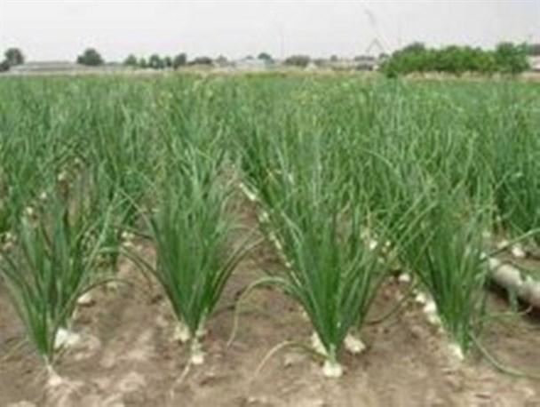 کشت مکانیزه پیاز برای نخستین بار در استان زنجان/ کشت پیاز در بیش از 3 هزار هکتار از اراضی استان زنجان