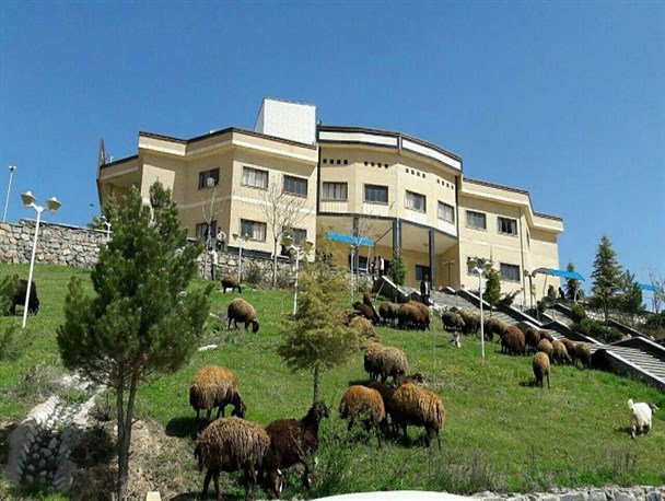 چرای گوسفندان در محوطه دانشگاه آزاد نهاوند+ عکس