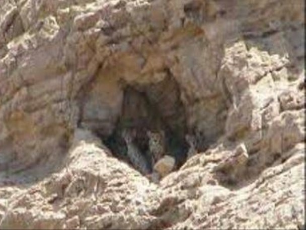 مشاهده ۴ قلاده پلنگ در باغملک /حفاظت از پلنگ ایرانی در باغملک متولی ندارد