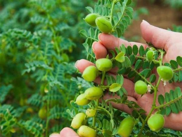 ۷ هزار هکتار از اراضی استان زنجان زیر کشت نخود می‌رود