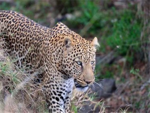 ورود ناآگاهانه افراد در زنجان به زیستگاه پلنگ‌ها علت حمله آن بوده است