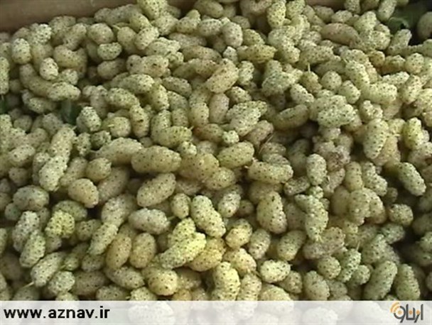 روستای نمهیل خواستگاه میوه‌های بهاری از جمله توت است/ تولید 260 تن توت در روستای نمهیل شهرستان خلخال
