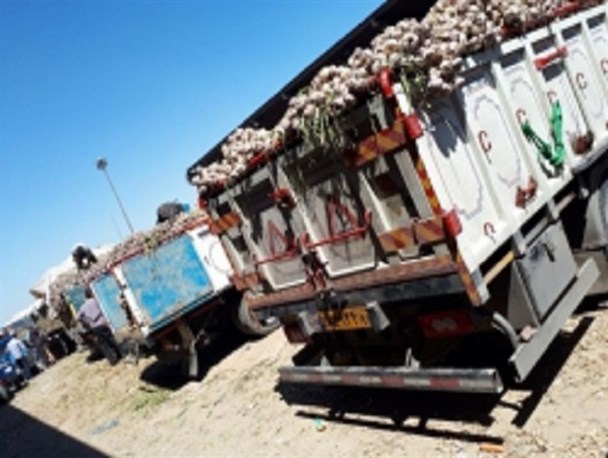 نبود تعادل در نظام عرضه و تقاضا یا آشفته بازار خرید تضمینی مقصر کدام است؟/کشاورزان از سیر، دل سیر شدند!+فیلم