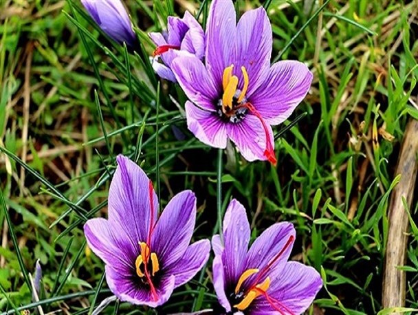 مرغوب‌ترین زعفران ایران بدون برند/دلالان در کمین طلای سرخ