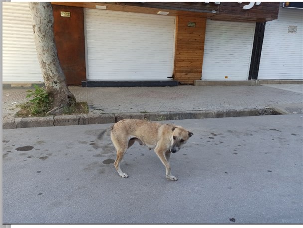 جولان سگ های ولگرد در قلب شهر یاسوج /شهردار اقدام کند+تصویر