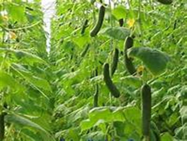 تکذیب شایعه سمی بودن خیارهای گلخانه ایی یزد/صادرات خیار گلخانه ایی یزد به اروپا