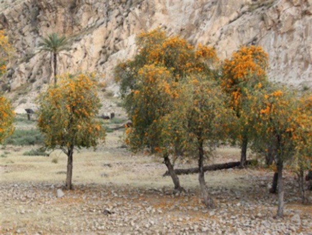 انار ابوجهل؛ گیاهی نادر در جهان/تصاویر